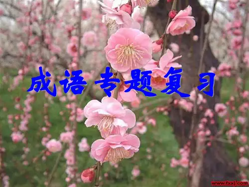 中考成语全面专题复习”ppt课件