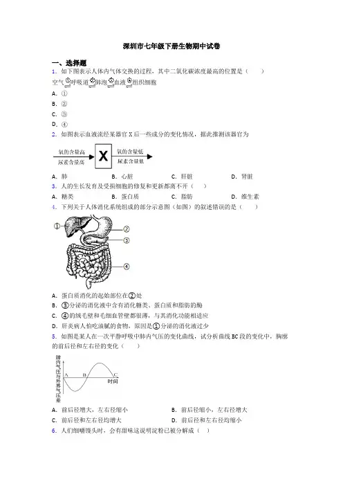 深圳市七年级下册生物期中试卷
