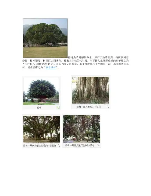 榕树资料