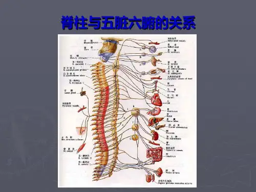 脊柱与五脏六腑的关系