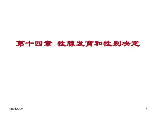 性腺发育和性别决定