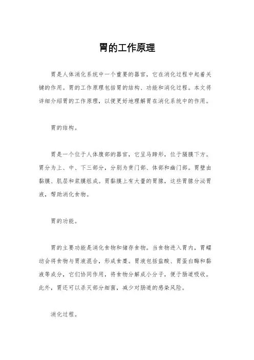 胃的工作原理
