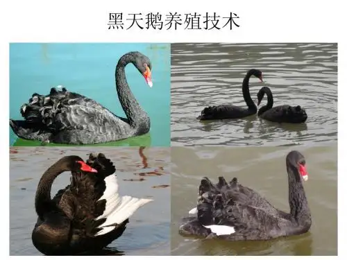 黑天鹅养殖技术