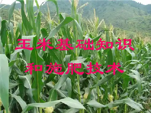 玉米基础知识和施肥技术资料讲解