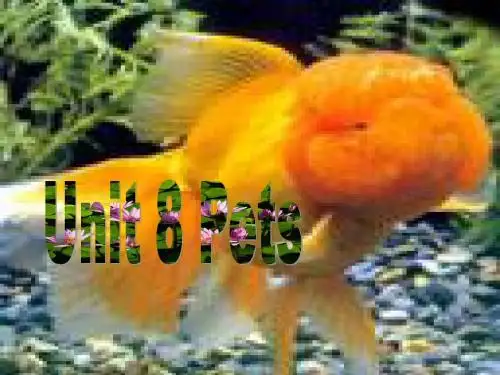 牛津译林版七年级下册Unit+8+Pets课件3