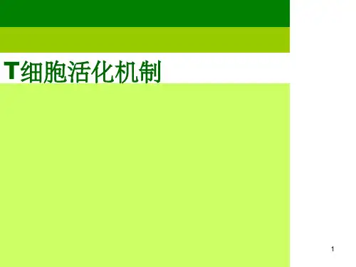 细胞免疫T细胞活化的分子机制