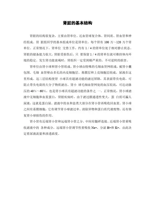 肾脏的基本结构