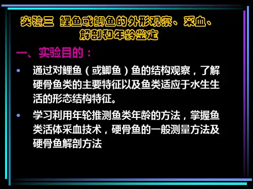 实验三  鲤鱼或鲫鱼的外形观察