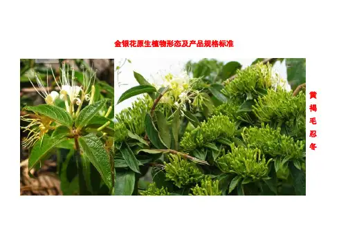 金银花原生植物形态及产品规格标准