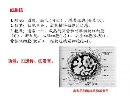 细胞生物学_16细胞核与染色体