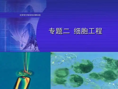 人教版教学课件2.1.1 植物细胞工程—组织培养技术