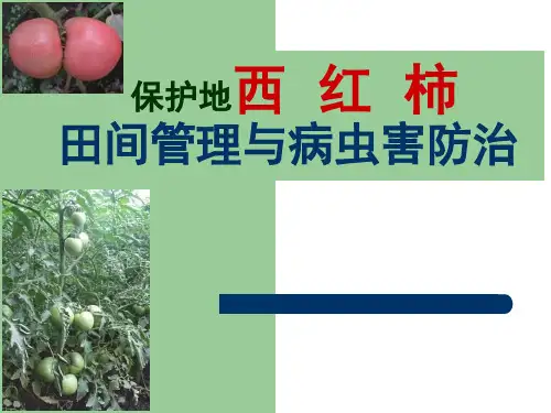 西红柿田间管理及主要病虫害防治