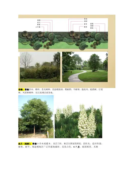 植物整理