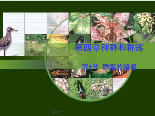 人教版高中生物必修3第4章 种群和群落第4节 群落的演替课件
