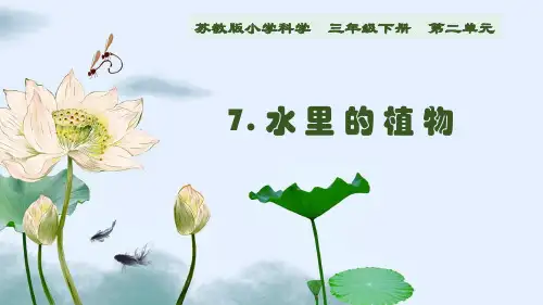 苏教版三年级下册科学第二单元《水里的植物》优秀PPT课件