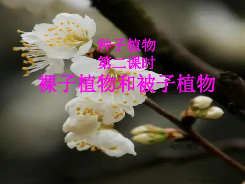 裸子植物和被子植物PPT