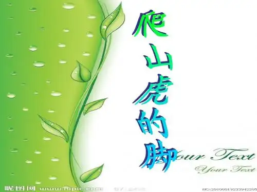 爬山虎的脚说课