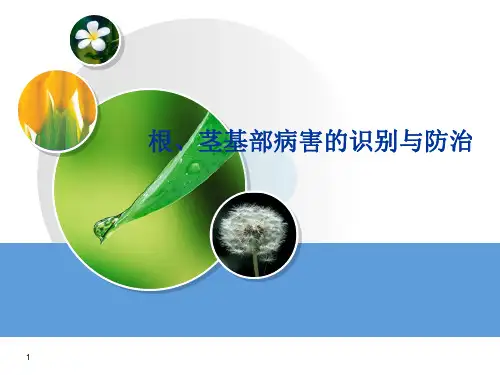根茎基部病害的识别与防治