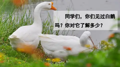 13 白鹅