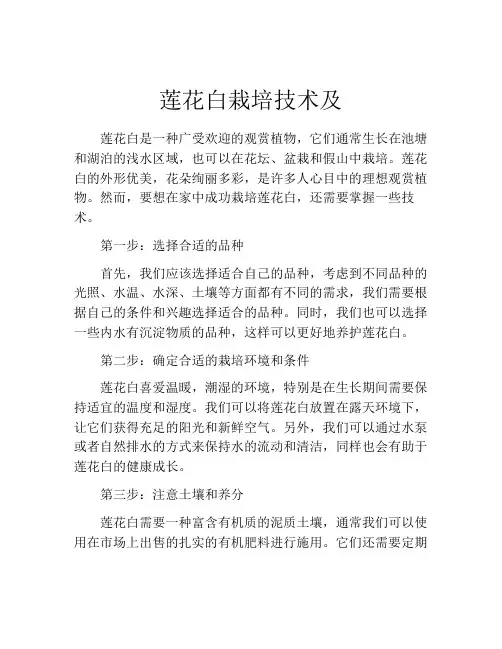 莲花白栽培技术及