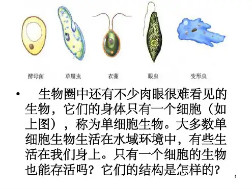 单细胞生物体(1)ppt课件