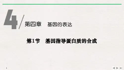 《基因指导蛋白质的合成》基因的表达 图文