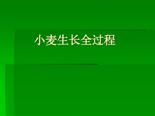 小麦生长过程