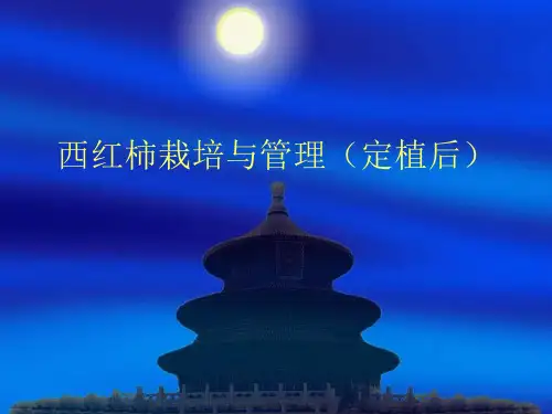 西红柿栽培与管理