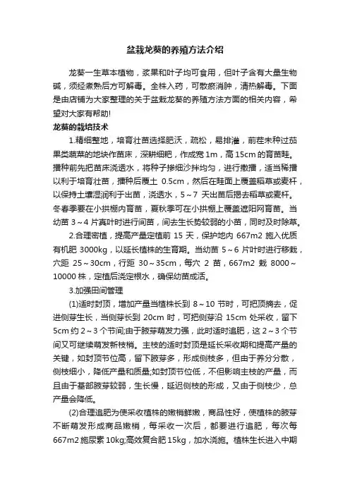 盆栽龙葵的养殖方法介绍