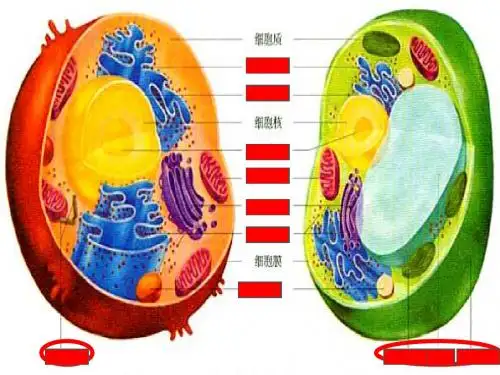 细胞核
