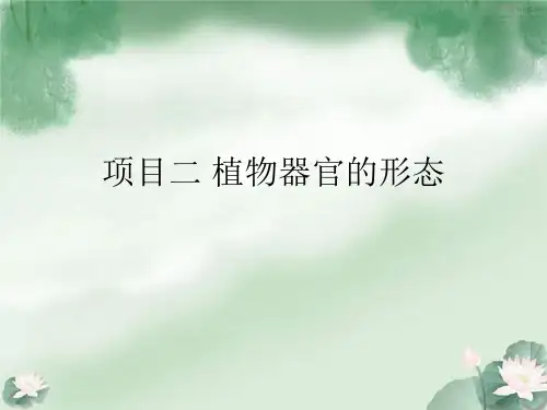 根与茎的形态
