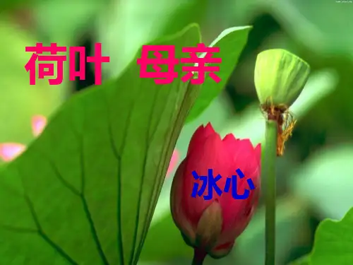 《荷叶母亲》课件公开课一等奖