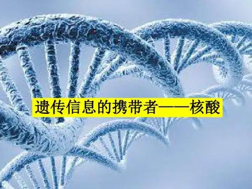人教版高中生物必修1-2.3遗传信息的携带者——核酸  课件 (共20张PPT)