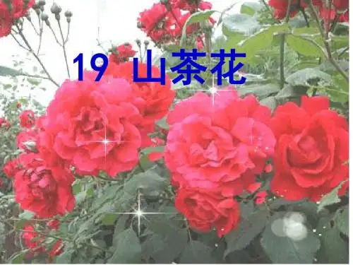 鄂教版语文第五册《山茶花》
