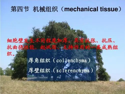 第四章 植物组织_14839