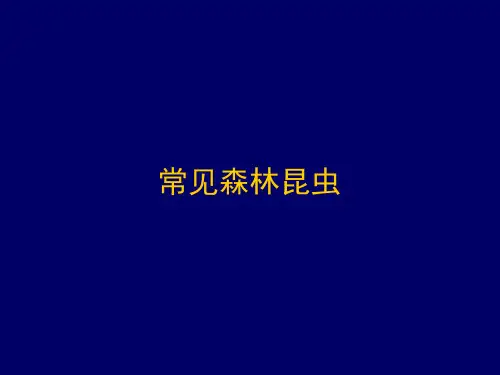 常见森林昆虫