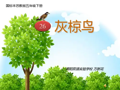26灰椋鸟