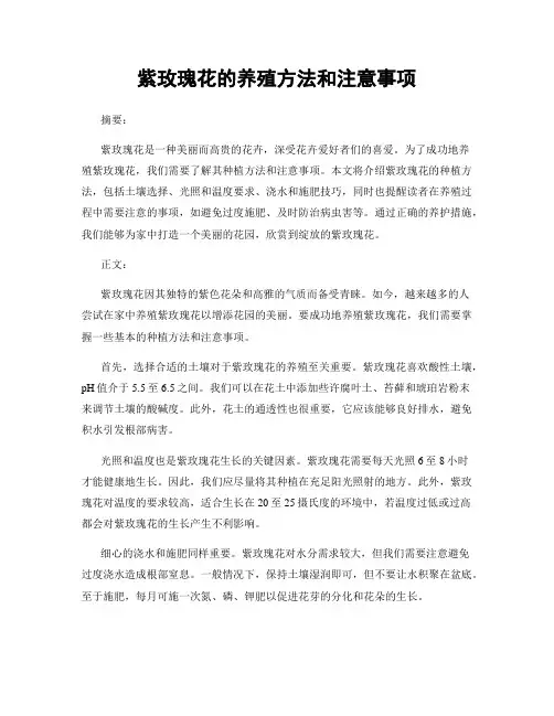 紫玫瑰花的养殖方法和注意事项