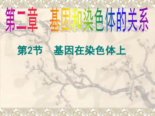 (基因在染色体上)