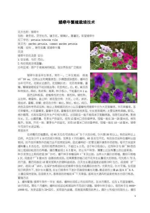 矮牵牛繁殖栽培技术