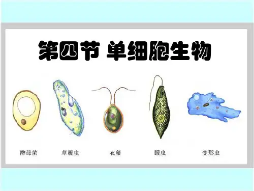 七年级生物课件  单细胞生物体