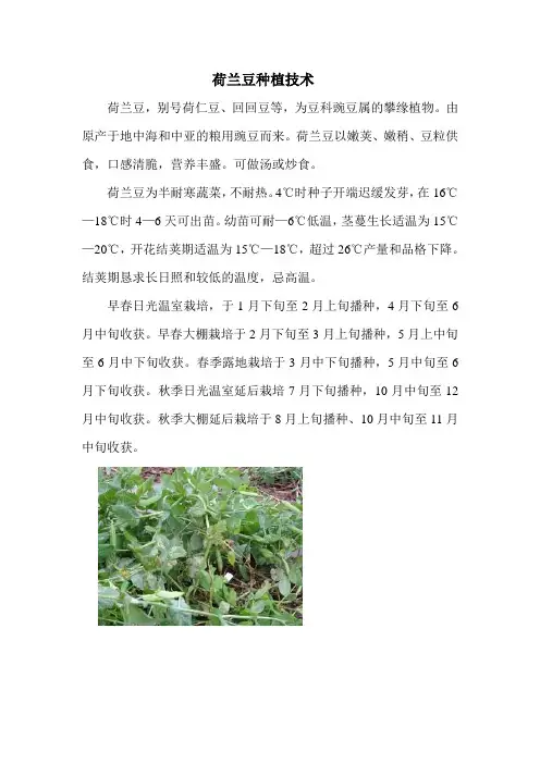 小学生蔬菜种植