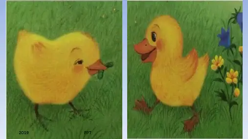 人教部编版一年级语文下册《小公鸡和小鸭子》教学课件