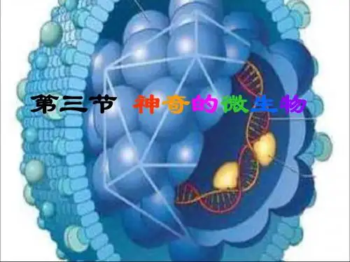 2013秋苏教版八上第三节《神奇的微生物》ppt课件3