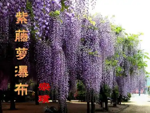 《紫藤萝瀑布》定稿
