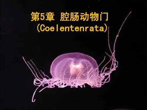 动物生理学 腔肠动物门课件