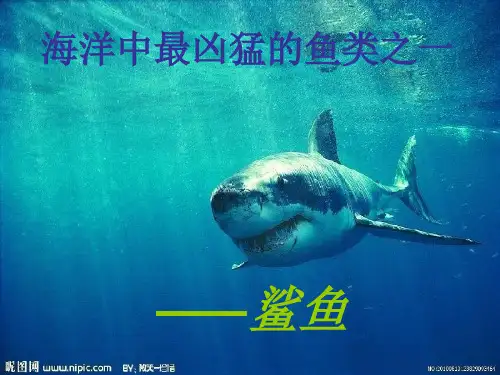 大白鲨