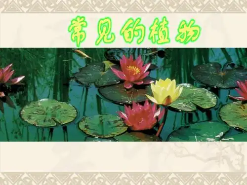 7S.2.3种子植物.3