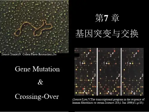 分子生物学第七章