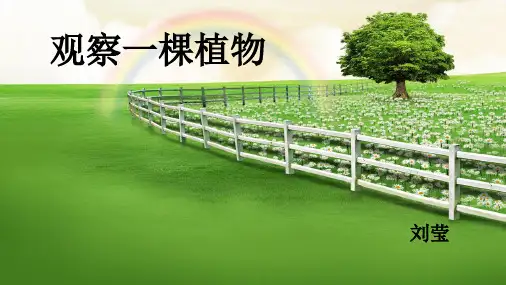 小学科学【苏教版】观察PPT优质课件1